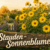 Stauden-Sonnenblume