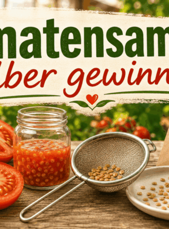 Tomatensamen selber gewinnen