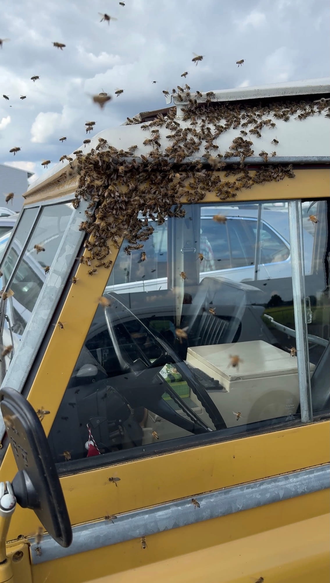 Bienenschwarm am Auto Bienenschwarm am Auto