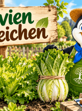 Endivien bleichen