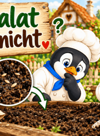 Feldsalat keimt nicht
