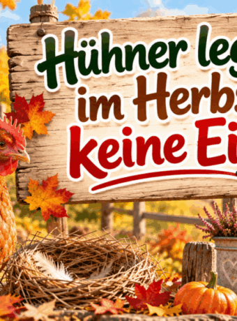 Hühner legen im Herbst keine Eier