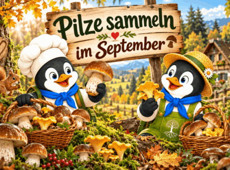 Pilze sammeln im September