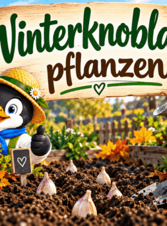 Winterknoblauch pflanzen