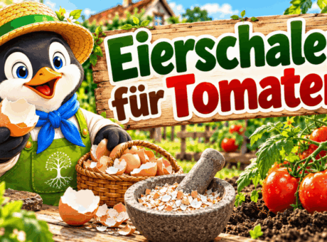 Eierschalen für Tomaten