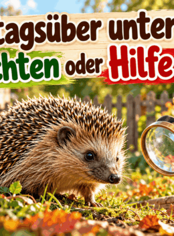 Igel tagsüber unterwegs
